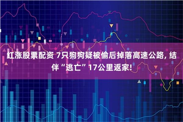 红涨股票配资 7只狗狗疑被偷后掉落高速公路, 结伴“逃亡”17公里返家!